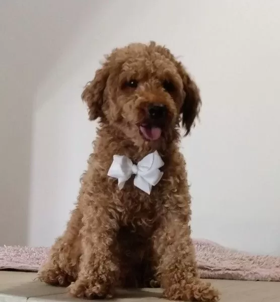 Puppy Name: Booth