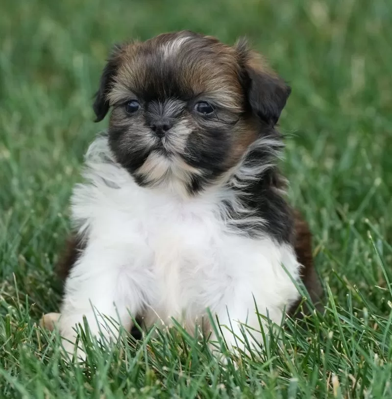 Peggy