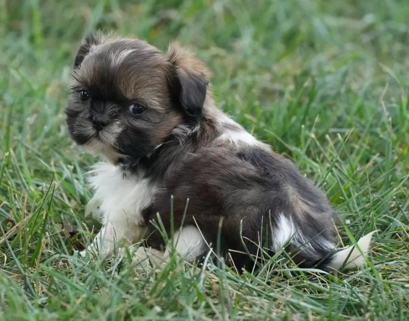 Peggy