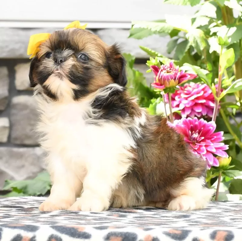 Peggy