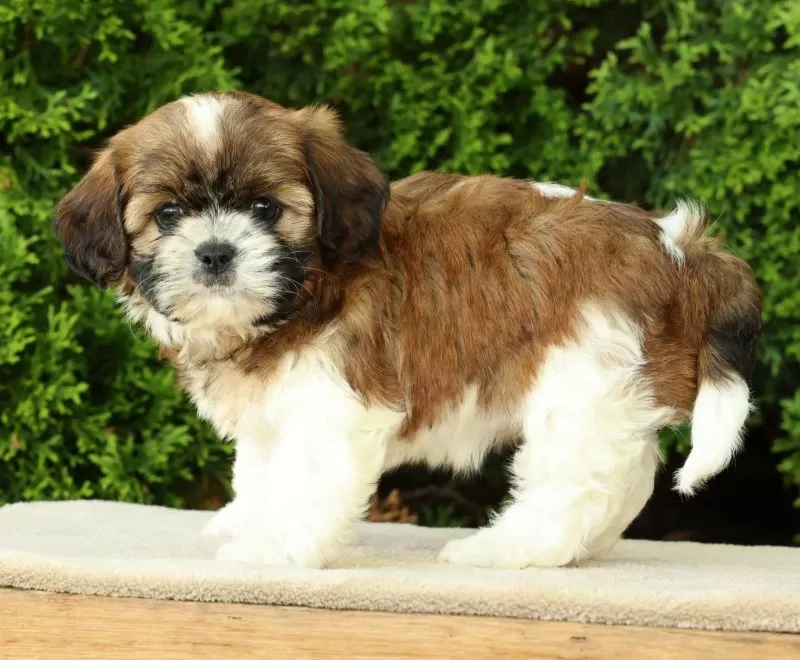 Winnie