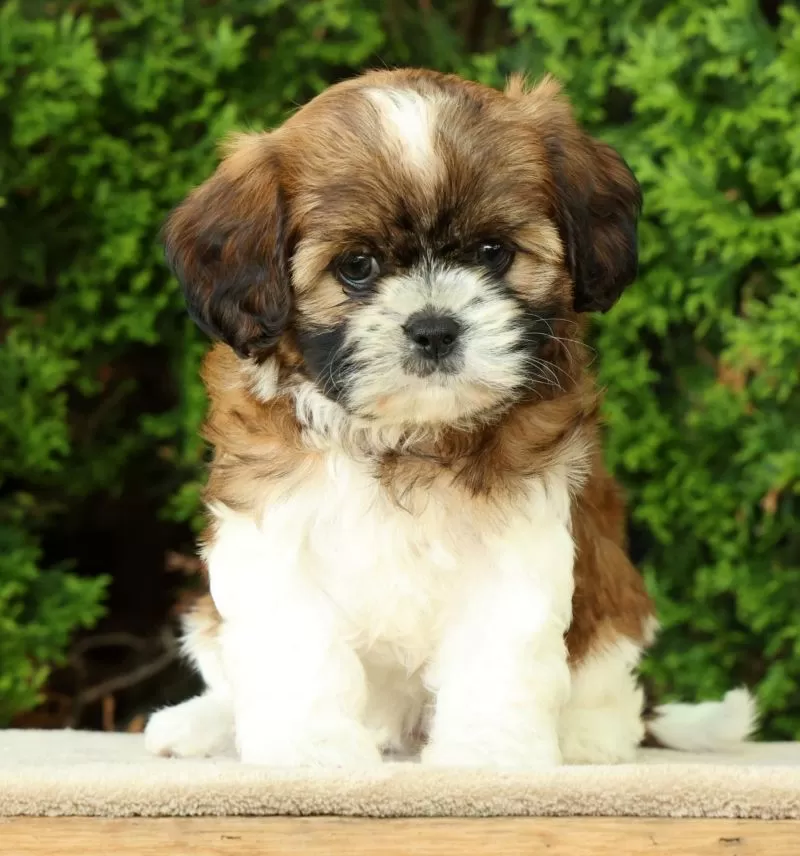 Winnie