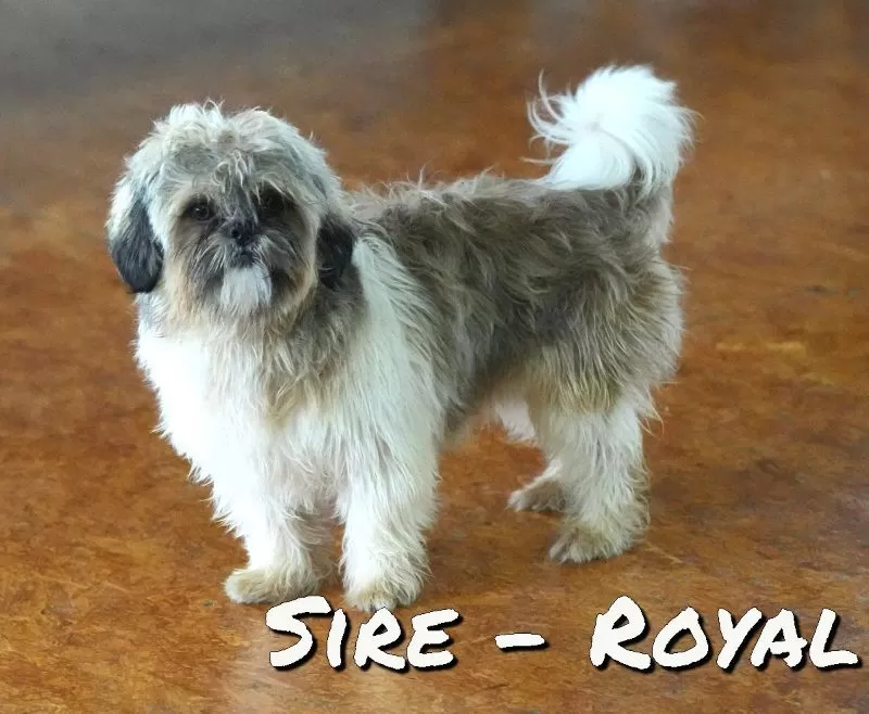Royal