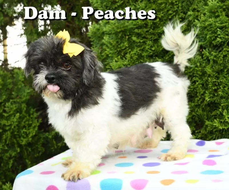 Peaches