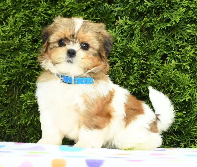 Penny