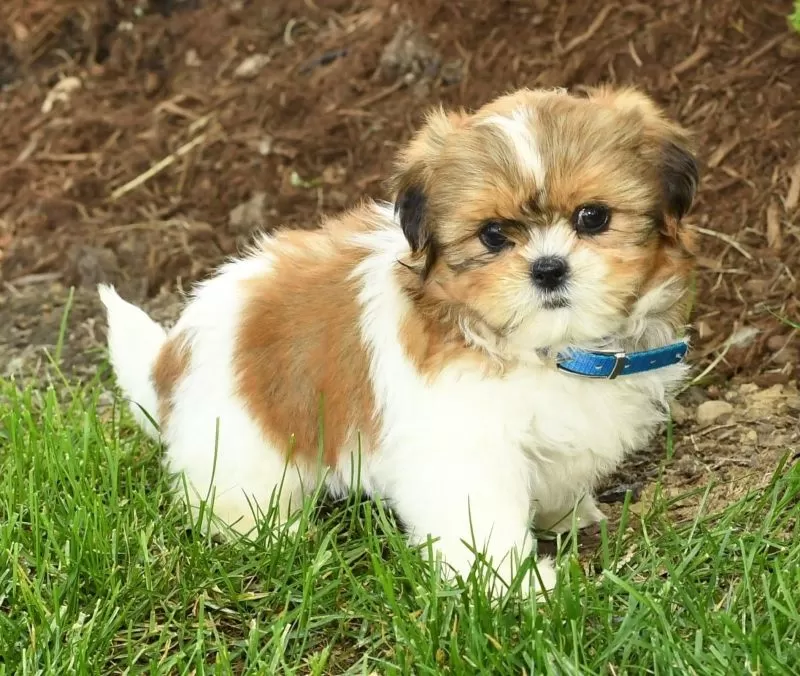 Penny