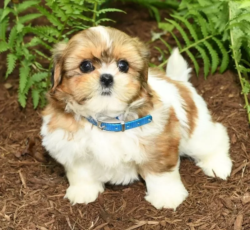 Penny