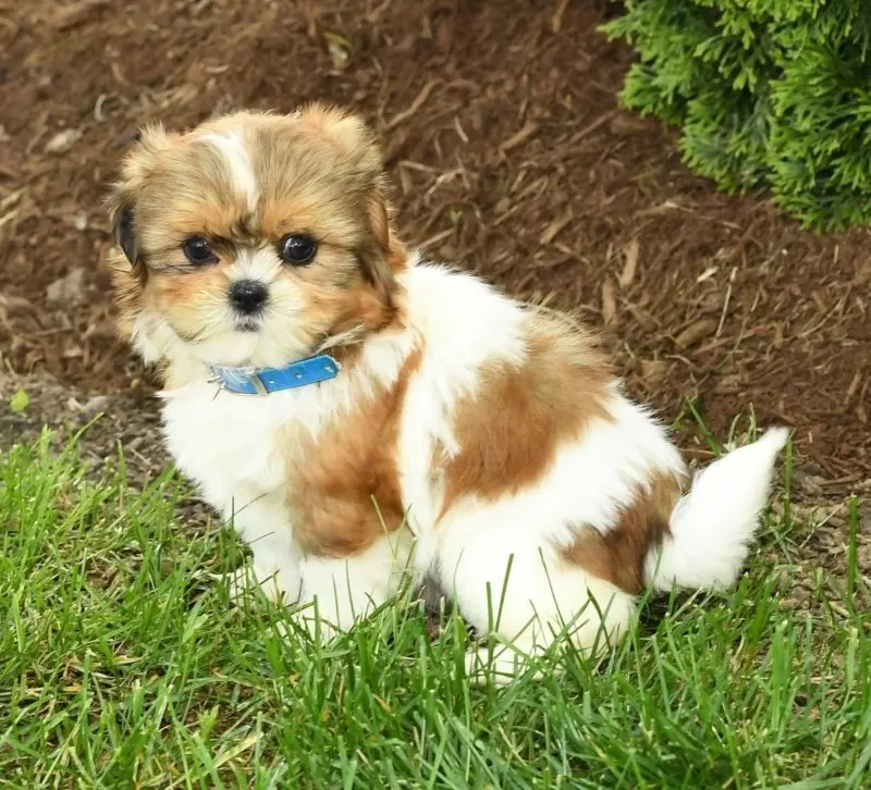 Penny