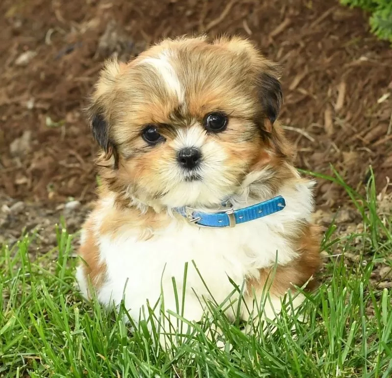 Penny