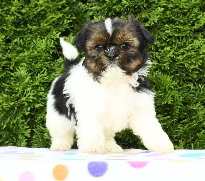 Peggy