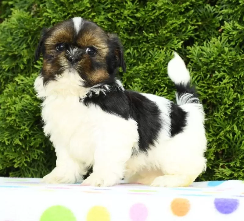 Peggy
