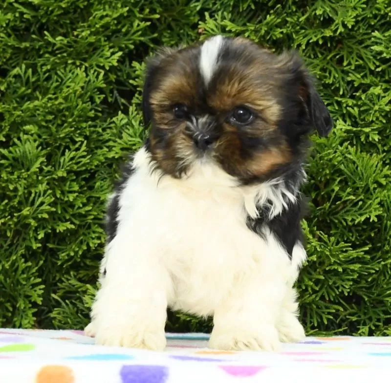 Peggy