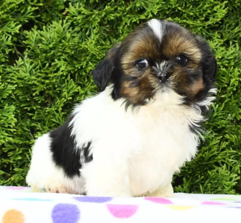 Peggy