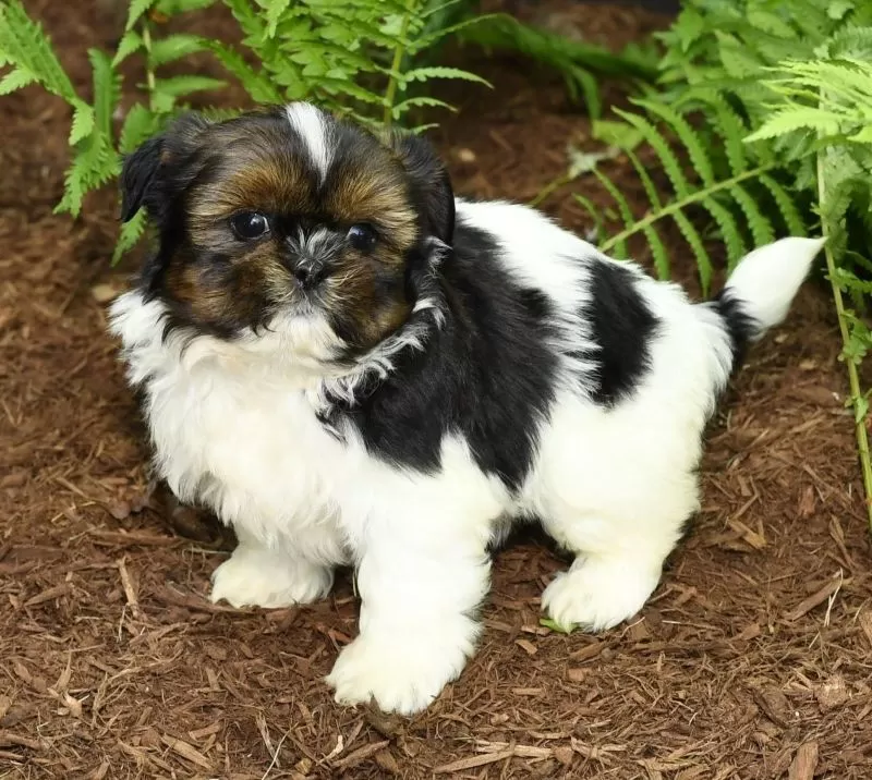 Peggy