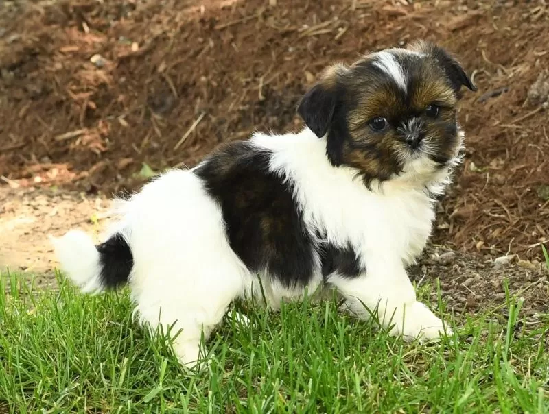 Peggy