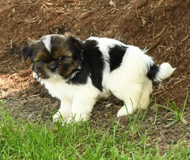 Peggy