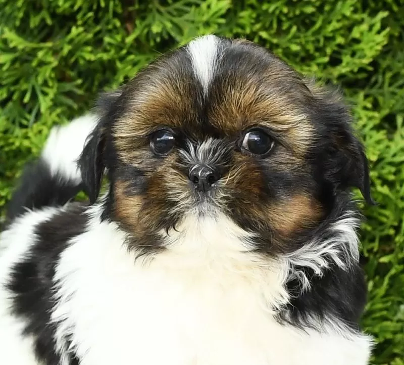 Peggy